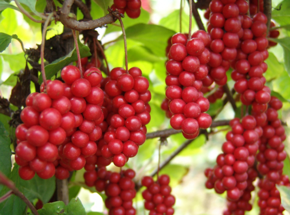 Schisandra Chinensis PE 0.5٪ HPLC