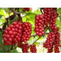 Schisandra Chinensis PE 0.5٪ HPLC