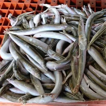 Frozen sand lance fish