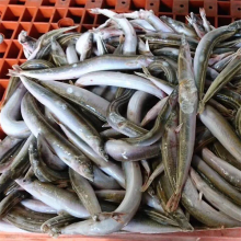 Poisson de sable surgelé