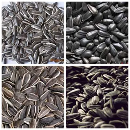 sunflower seeds Exporters turkish sunflower seed cheap sunflower seeds