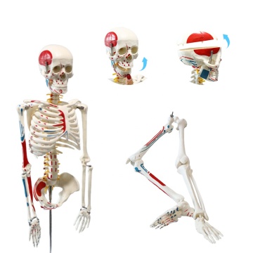 Human Skeleton Model with Muscles and Removable Skull for Educational Use