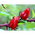 Poudre d'extrait d'hibiscus sabdariffa Hibiscus 5% anthocyanine