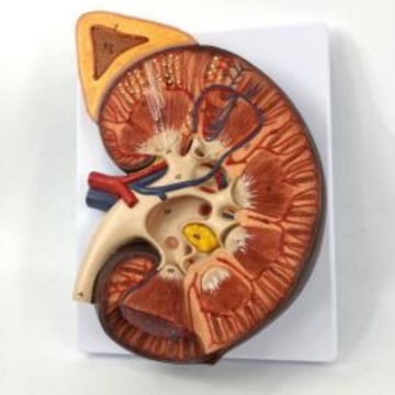 Darhmmy Modèle d'anatomie rénale agrandie pour l'éducation médicale
