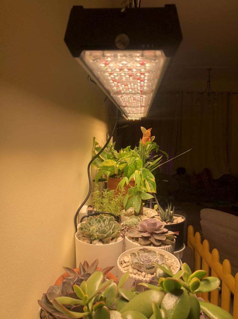 Cactus Grow Light Sunlike Full Specturm Growing Lamp