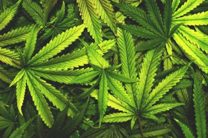 full spectrum hemp oil cbd 50%