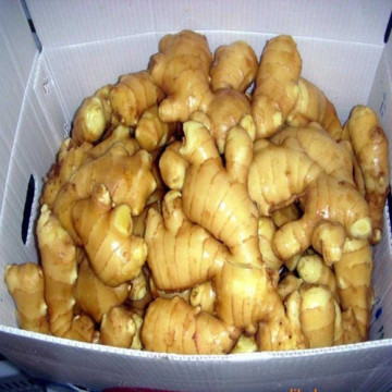 Organic Fresh Ginger 100g up