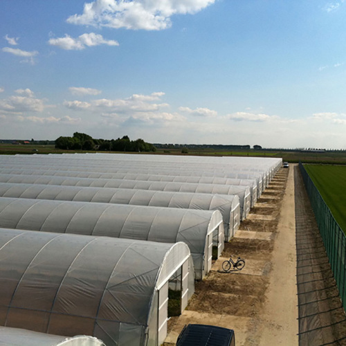 Pertanian Tunnel PE Polytunnel Greenhouse dijual