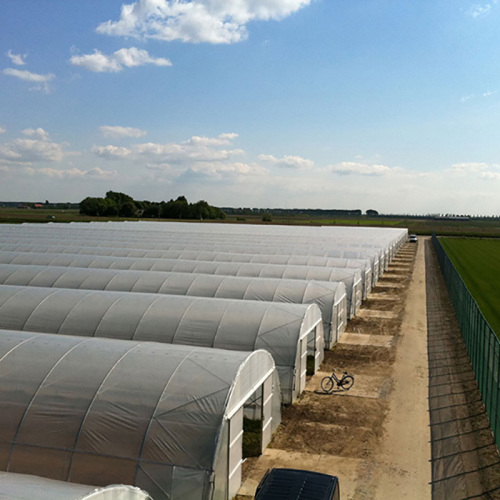 Agriculture Tunnel PE Polytunnel Greenhouse for sale