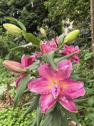 Lucky Eros Double Lily