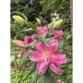 লাকি ইরোস ডাবল লিলি