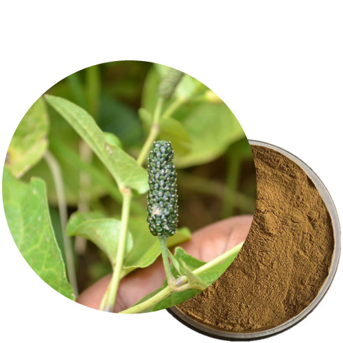 Npiper longum extract powder
