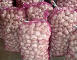 Fresh purple garlic is served