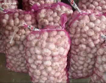 Fresh purple garlic is served
