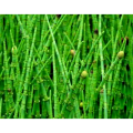 Ecliptae Herba Extract Powder
