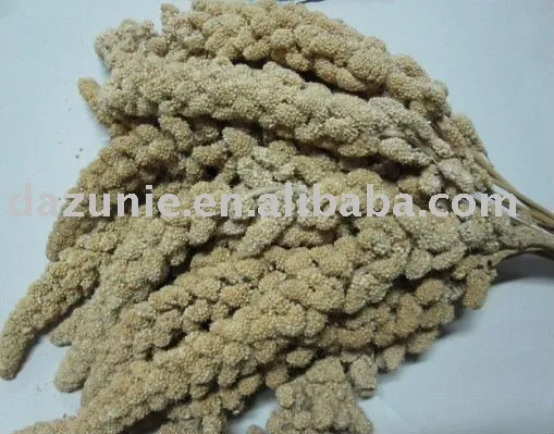 Yellow Millet Sprays