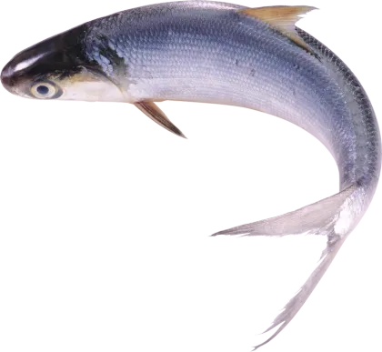 fish collagen peptide powder