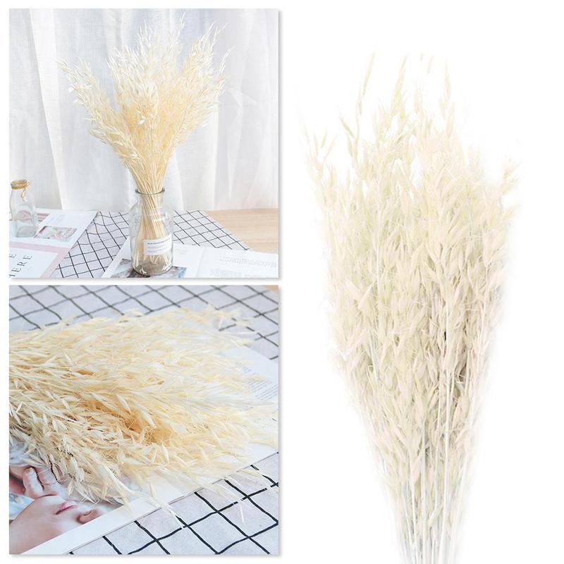 50pcs natural plant colored oat dried flower hay