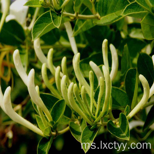 honeysuckle extract goog tea