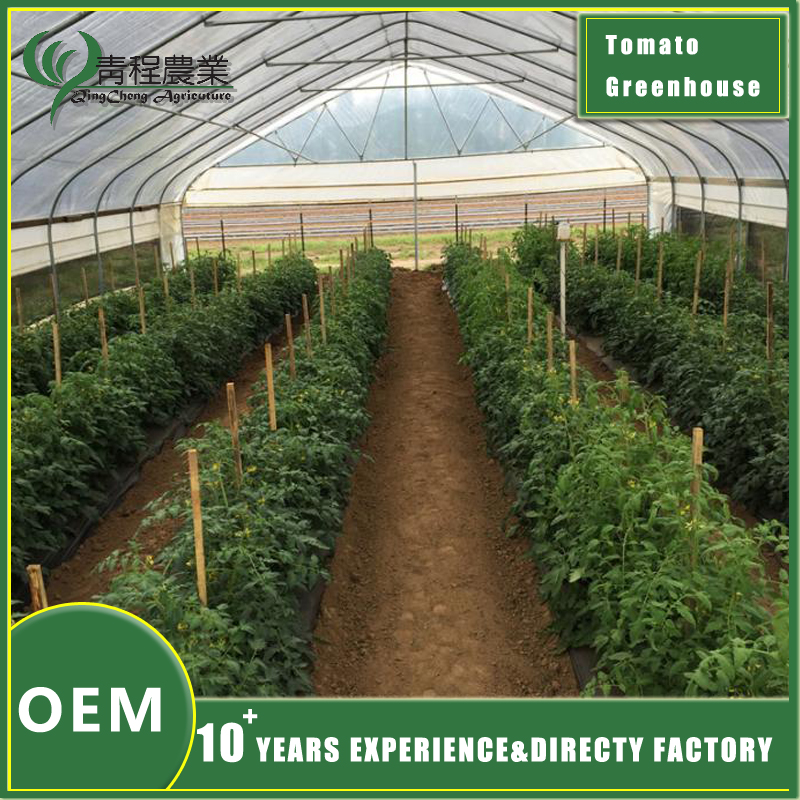 tomato greenhouse structure