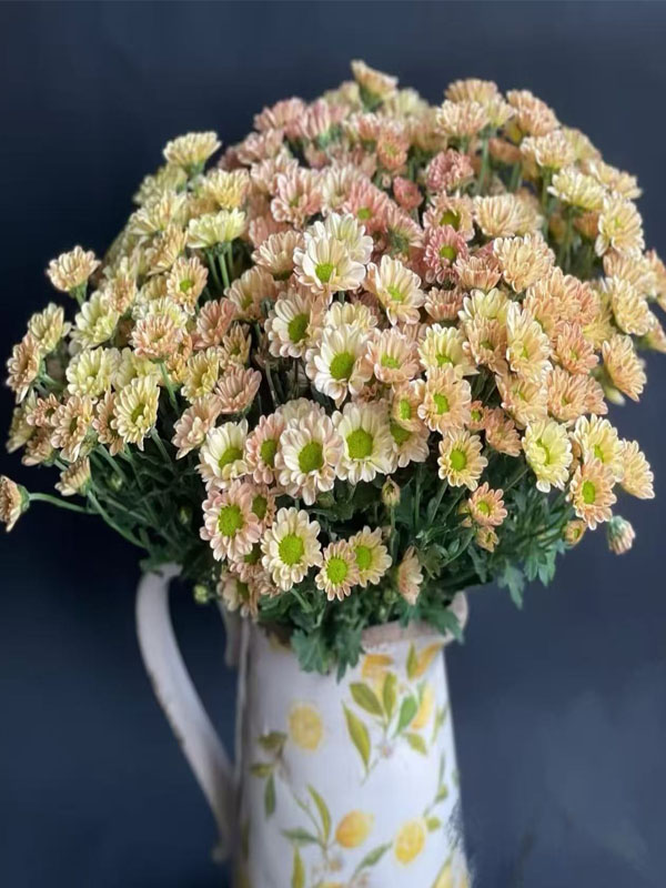Champagne Spray Chrysanthemum5