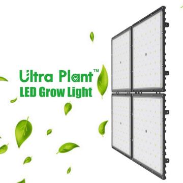 Luzes LED de 300 W para cultivo interno de cânhamo