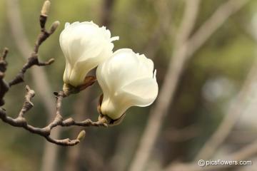 Magnolia Bark Extract Honokiol