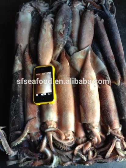 Frozen flying squid Japanese squid