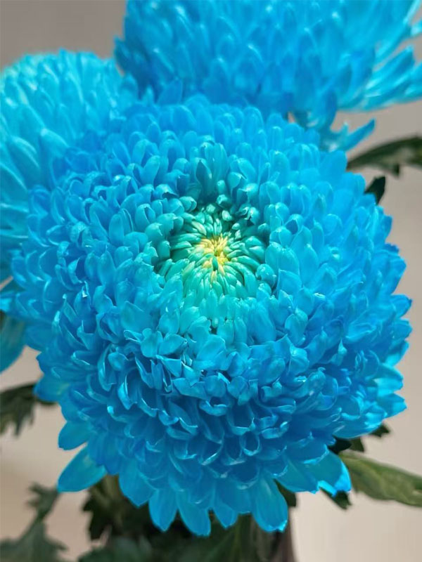 Light Blue Peony Chrysanthemum2