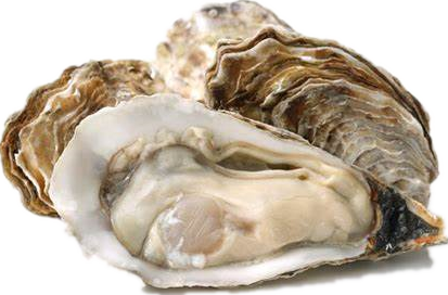 oyster peptide powder (1)