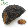 Poudre d&#39;extrait de champignon Chaga polysaccharide organique