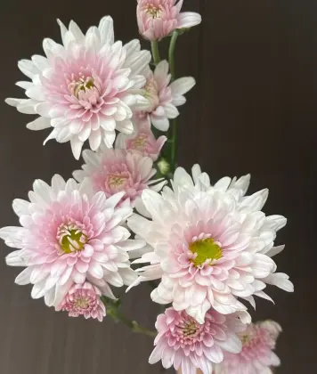 Seoul pink spray chrysanthemum