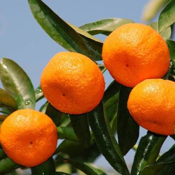 Tangerine(Lu gan)