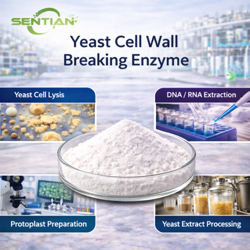 Yeast Cell Wall Breaking Enzyme