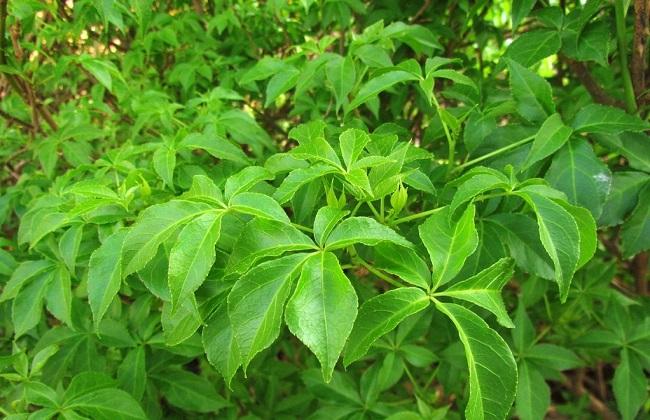 Siberian ginseng extract