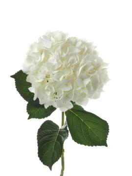 High quality single white hydrangea wholesale for export