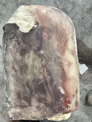 Frozen Giant Squid Slices