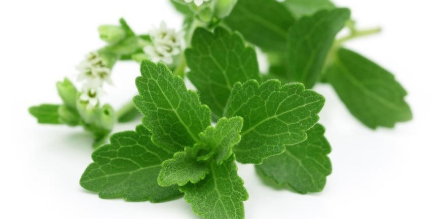 Stevia extract (1)