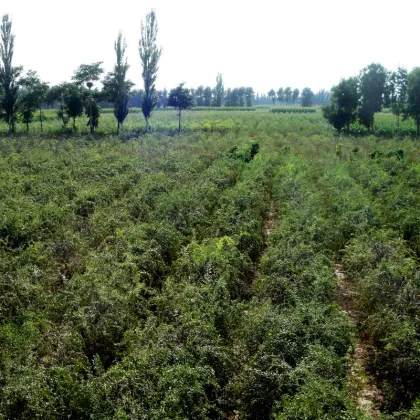 Size 220 Organic Goji Berry