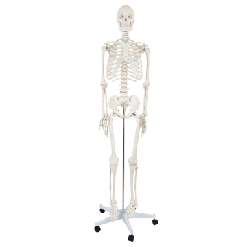 170 cm Modello di scheletro umano anatomico a grandezza naturale per l'uso educativo