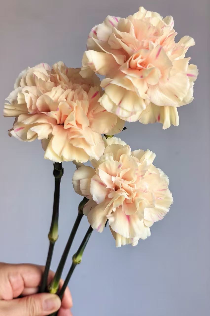 Single-headed Carnation first kiss