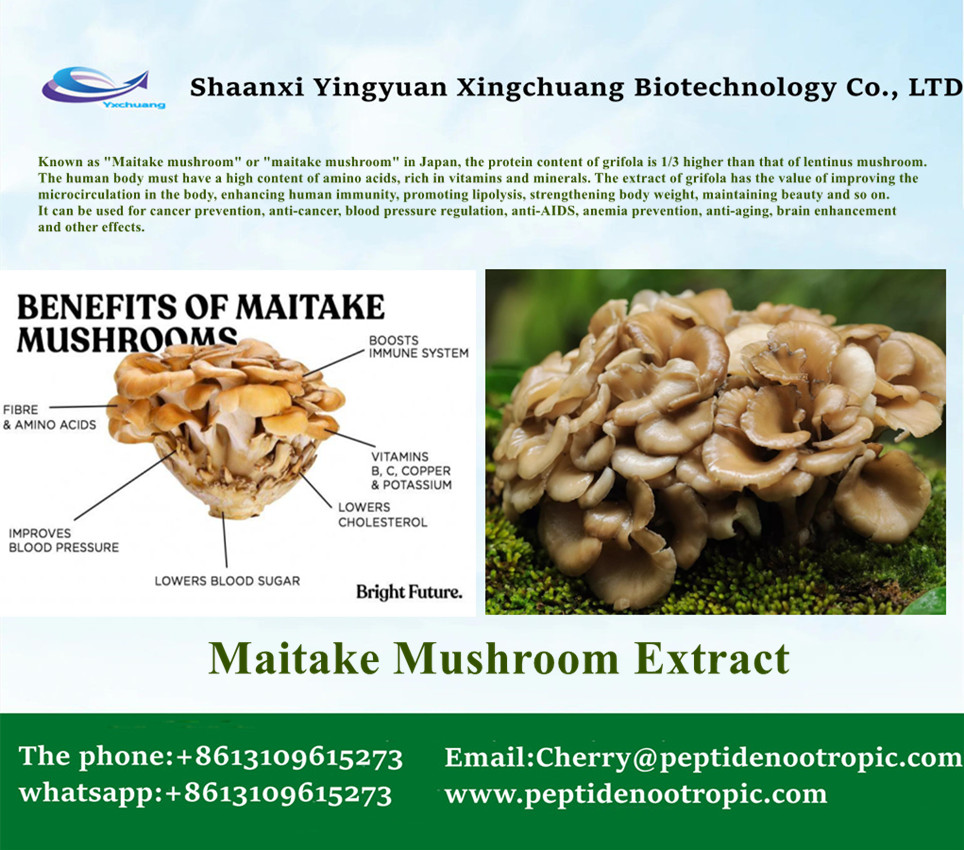 maitake mushroom extract in chinese