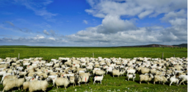 sheeps