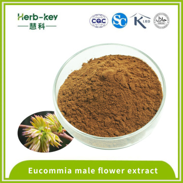 10: 1 extrait la fleur mâle de l&#39;eucommia contient des flavonoïdes