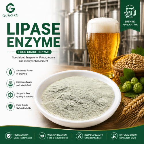 Preparación de enzima lipasa para aplicaciones de procesamiento de alimentos, panadería y lácteos