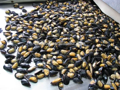 IQF Half shell blue mussel