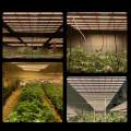 California Grandes plantas de interior 1200W Cultiva Luz