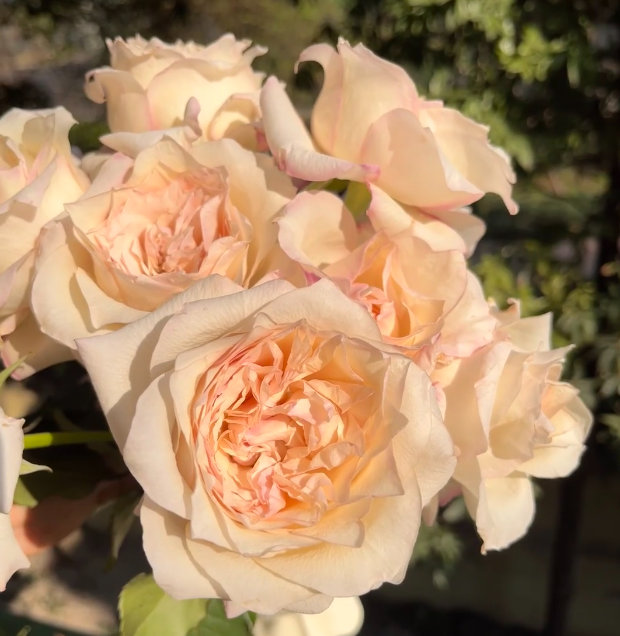 Jiarenxiao Rose