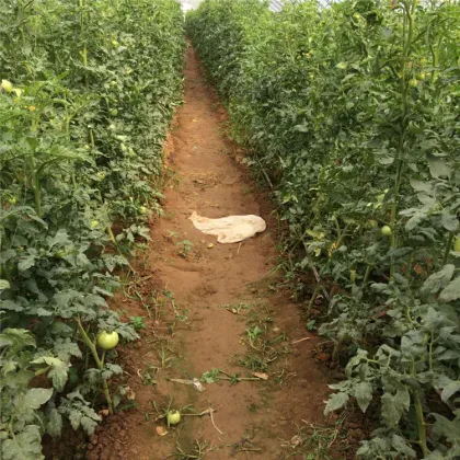 Tomato water-saving drip irrigation