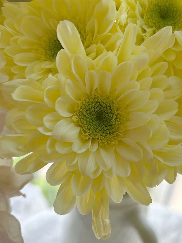 Spray chrysanthemum rui huang yellow1